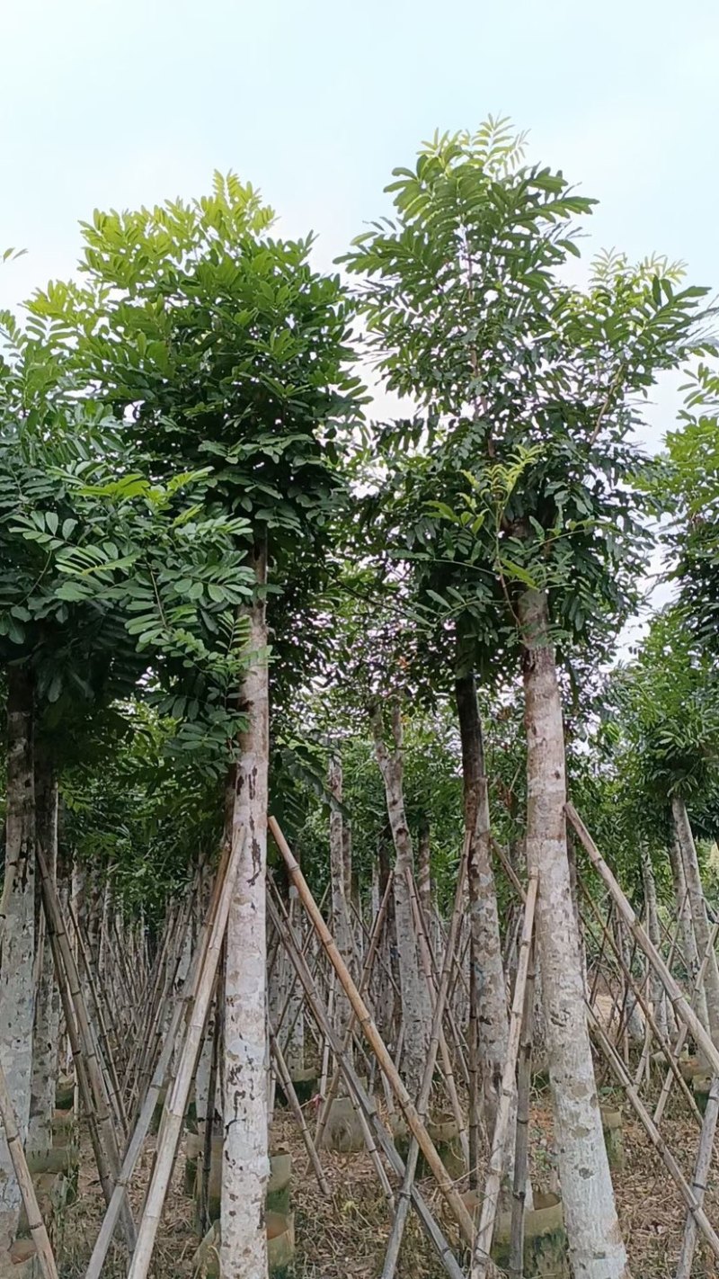 桃花心木15～18公分基地直销规格齐全欢迎老板来电