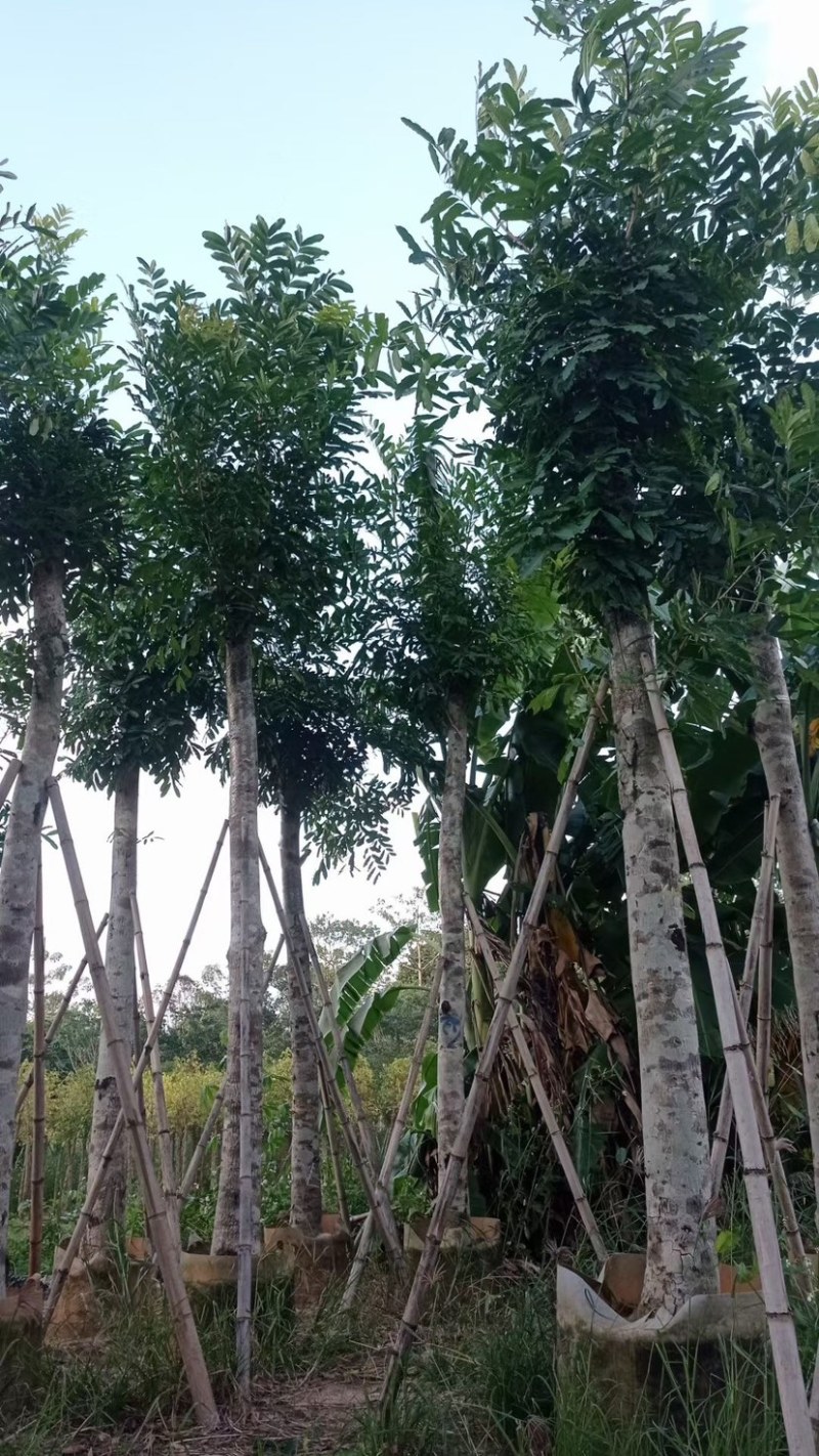 桃花心木15～18公分基地直销规格齐全欢迎老板来电
