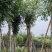 桃花心木15～18公分基地直销规格齐全欢迎老板来电