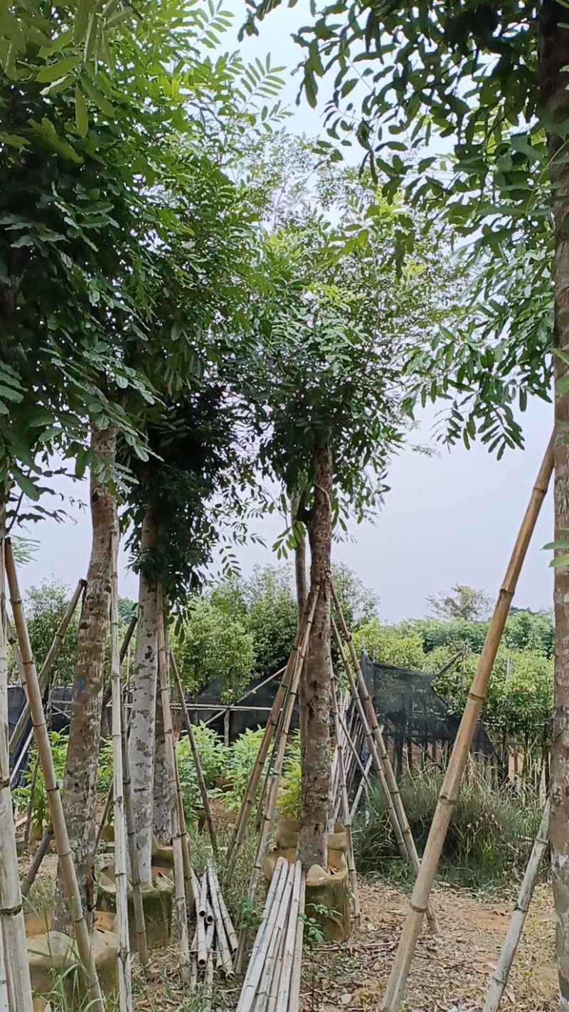 桃花心木15～18公分基地直销规格齐全欢迎老板来电