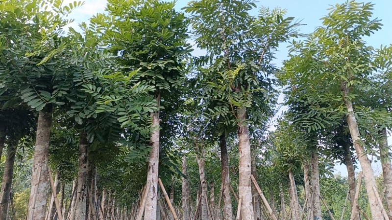 桃花心木15～18公分基地直销规格齐全欢迎老板来电