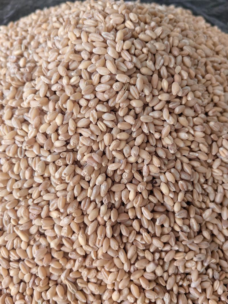 山西乡宁旱地旱作有机小麦(长6990)货源充足基地直发