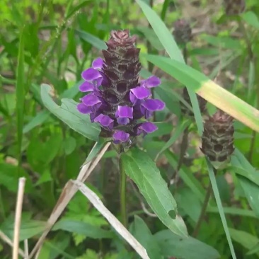 夏枯草