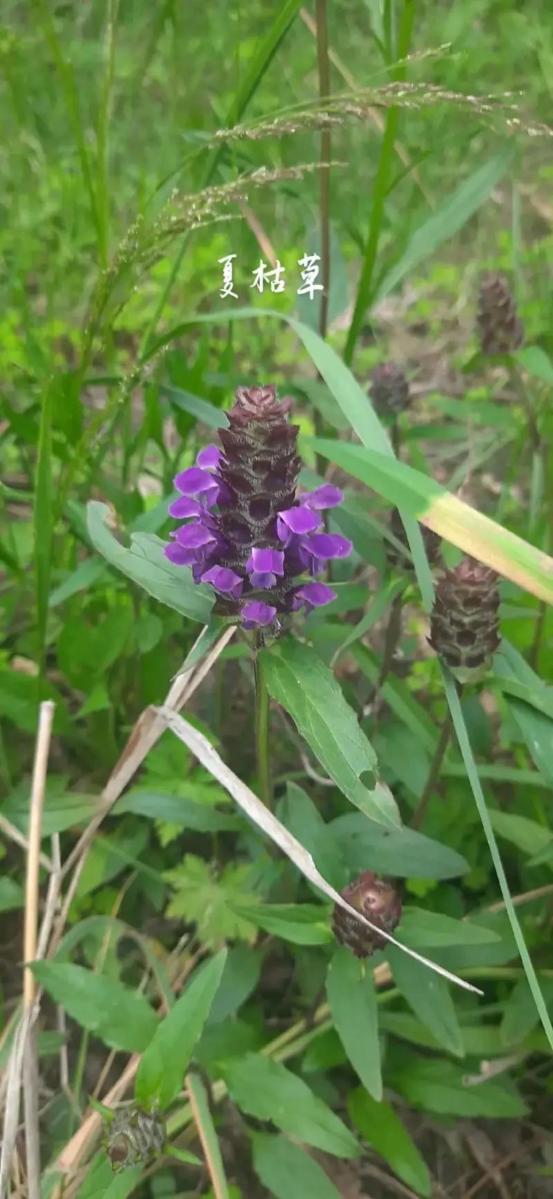 夏枯草