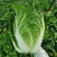 张家口错季蔬菜基地供应黄心大白菜毛菜4~6斤！