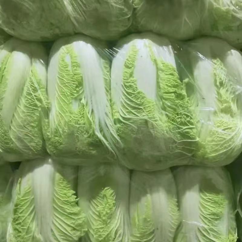 张家口错季蔬菜基地供应黄心大白菜毛菜4~6斤！