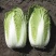 张家口错季蔬菜基地供应黄心大白菜毛菜4~6斤！