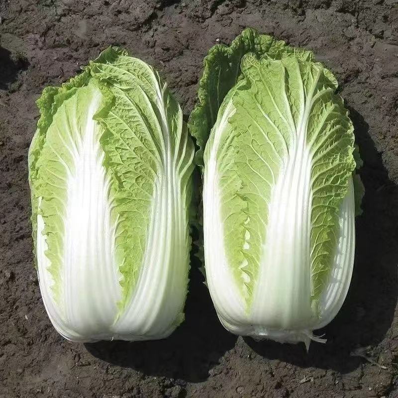 张家口错季蔬菜基地供应黄心大白菜毛菜4~6斤！