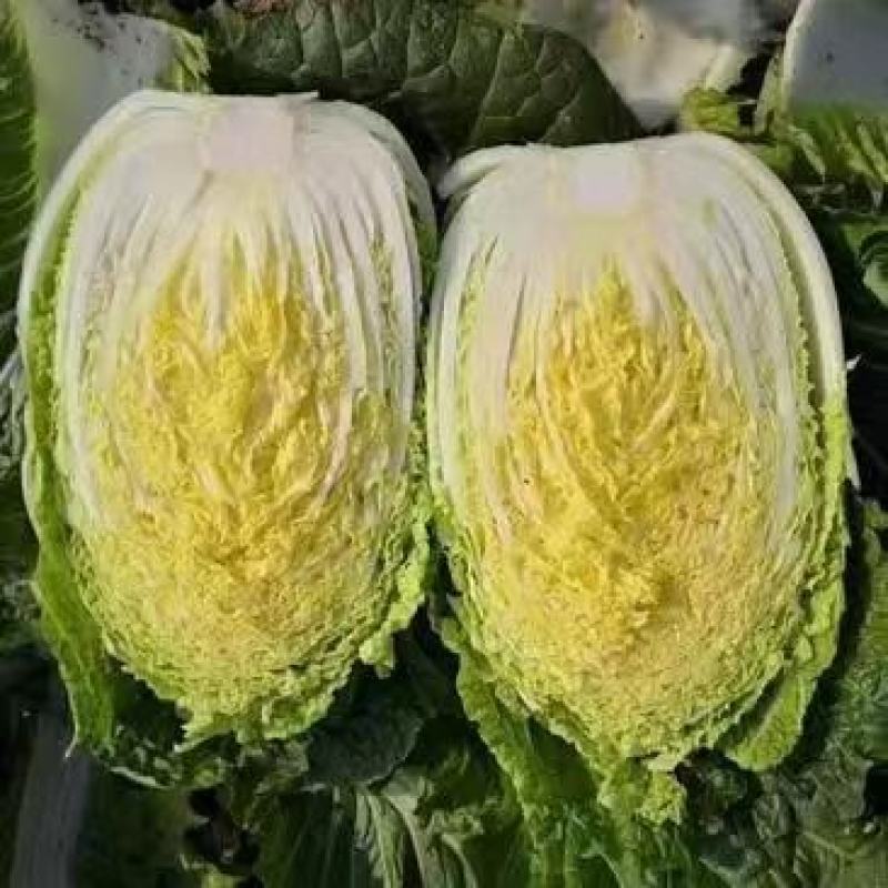 张家口错季蔬菜基地供应黄心大白菜毛菜4~6斤！