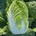 张家口错季蔬菜基地供应黄心大白菜毛菜4~6斤！