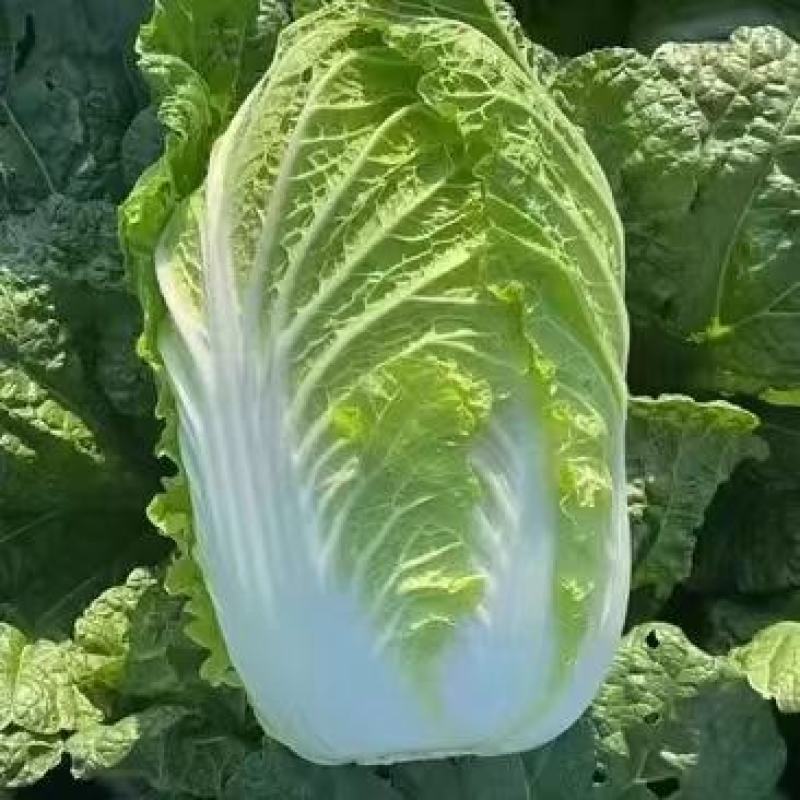 张家口错季蔬菜基地供应黄心大白菜毛菜4~6斤！