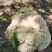 热卖张家口蔬菜菜花现货供应白面青梗有机80散花货源充足！