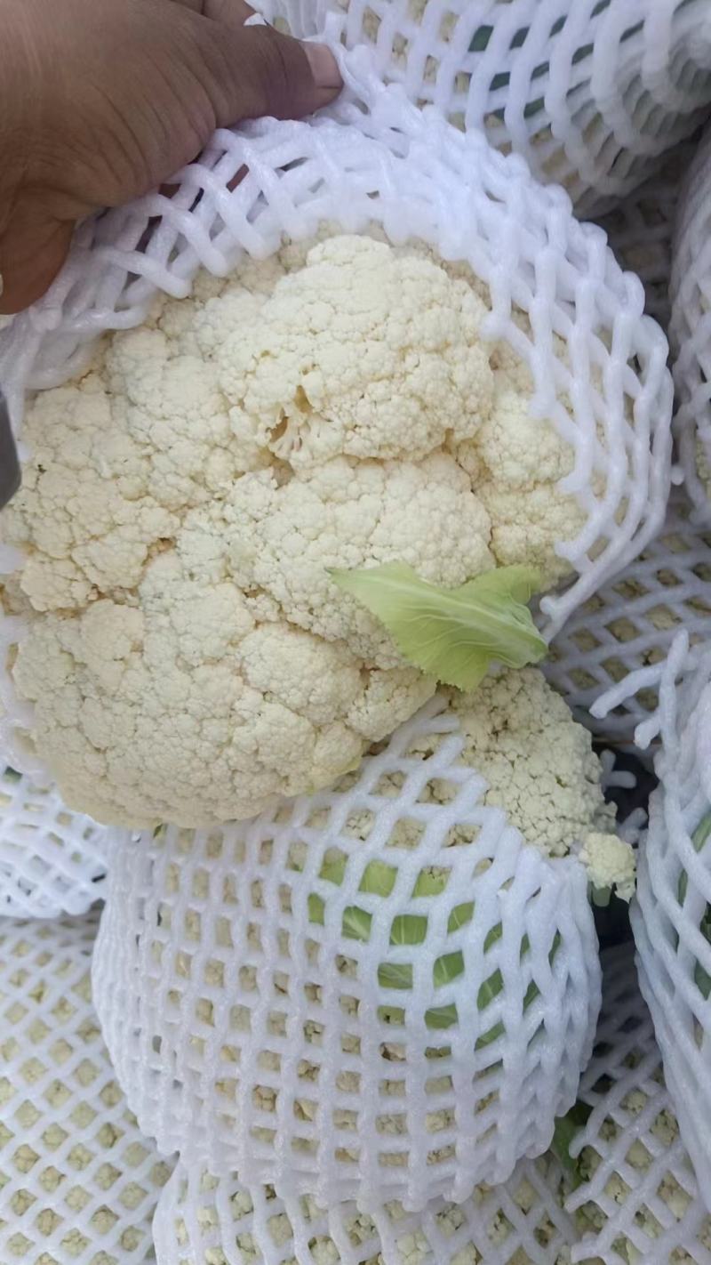 热卖张家口蔬菜菜花现货供应白面青梗有机80散花货源充足！