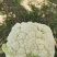 热卖张家口蔬菜菜花现货供应白面青梗有机80散花货源充足！