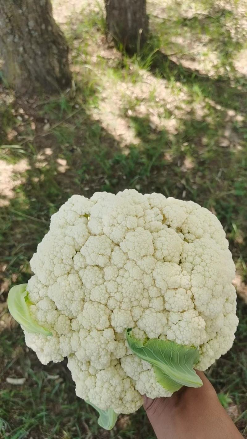 热卖张家口蔬菜菜花现货供应白面青梗有机80散花货源充足！