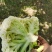 热卖张家口蔬菜菜花现货供应白面青梗有机80散花货源充足！