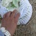 热卖张家口蔬菜菜花现货供应白面青梗有机80散花货源充足！