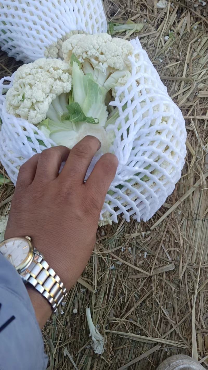 热卖张家口蔬菜菜花现货供应白面青梗有机80散花货源充足！