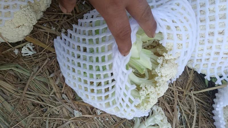 热卖张家口蔬菜菜花现货供应白面青梗有机80散花货源充足！