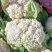 热卖张家口蔬菜菜花现货供应白面青梗有机80散花货源充足！