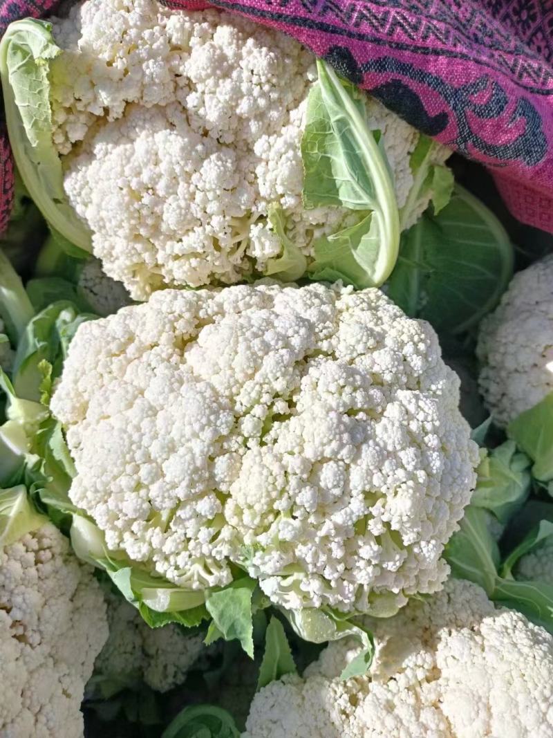 热卖张家口蔬菜菜花现货供应白面青梗有机80散花货源充足！