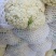 热卖张家口蔬菜菜花现货供应白面青梗有机80散花货源充足！
