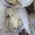 热卖张家口蔬菜菜花现货供应白面青梗有机80散花货源充足！
