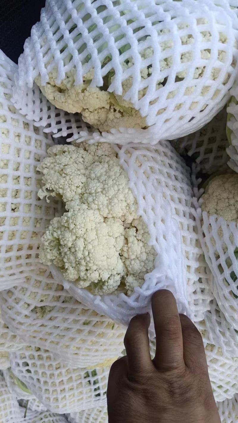 热卖张家口蔬菜菜花现货供应白面青梗有机80散花货源充足！
