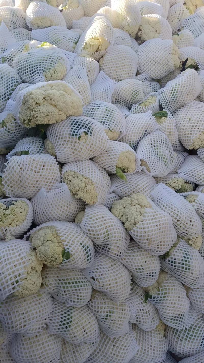 热卖张家口蔬菜菜花现货供应白面青梗有机80散花货源充足！