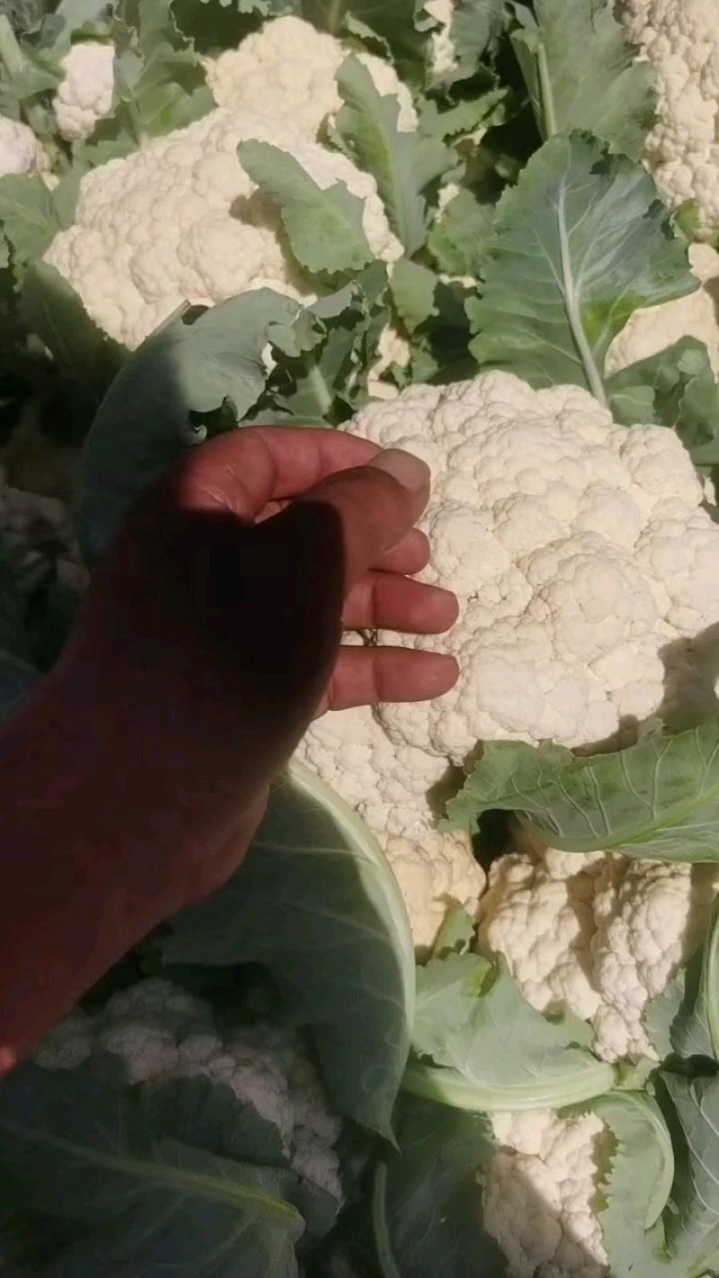 有机花菜开封精品有机花菜，青梗白面，价格优，欢迎来电