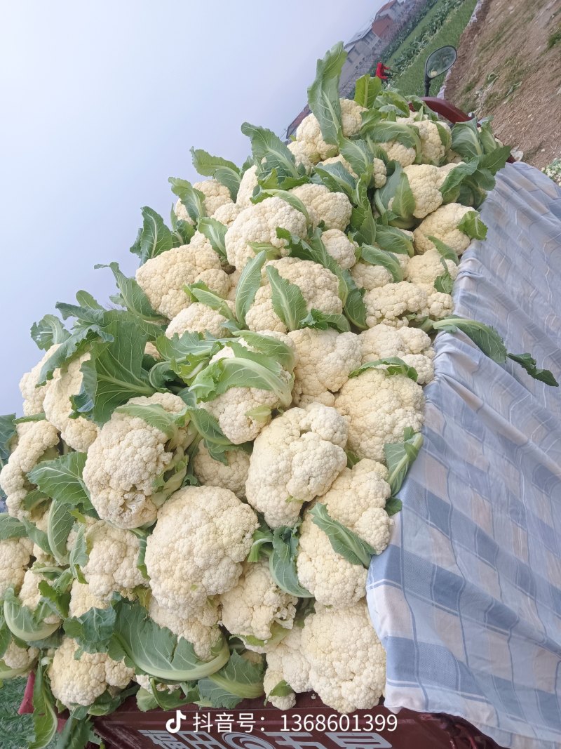 有机花菜开封精品有机花菜，青梗白面，价格优，欢迎来电