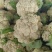 有机花菜开封精品有机花菜，青梗白面，价格优，欢迎来电