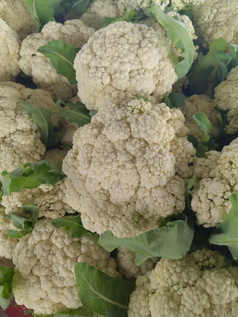 有机花菜开封精品有机花菜，青梗白面，价格优，欢迎来电