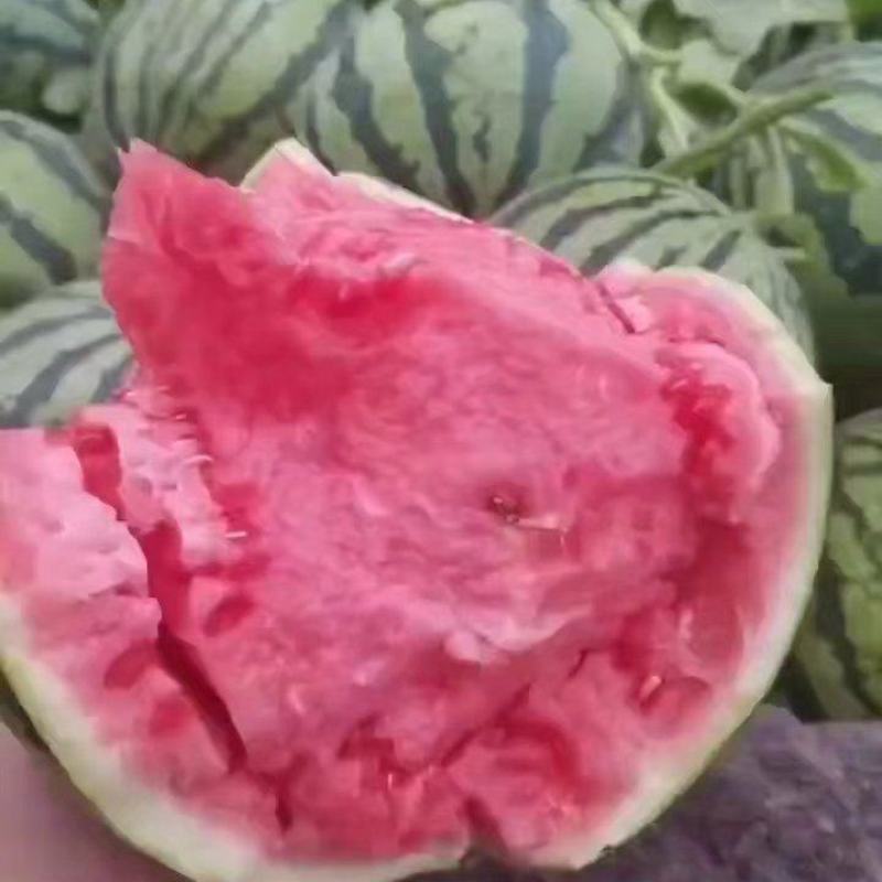 湖北西瓜8424麒麟美都西瓜大量供货保熟保甜头茬西瓜