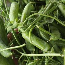 长寿仁豌豆豌豆大量供应对接各种市场量大从优