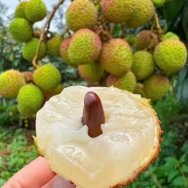 海南荔枝，妃子笑大量供应，新鲜采摘量大从优产地直发保质保量
