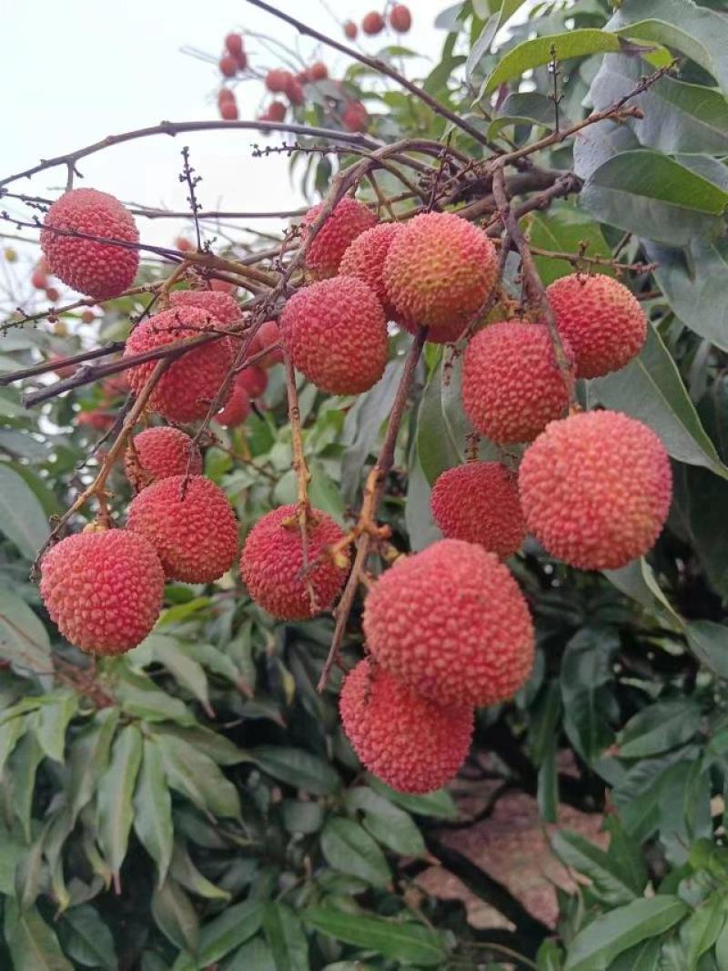 海南荔枝，妃子笑大量供应，新鲜采摘量大从优产地直发保质保量