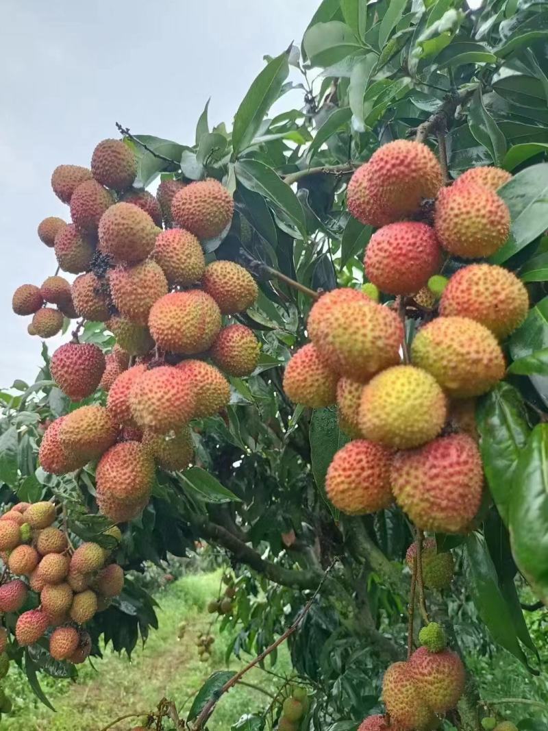 海南荔枝，妃子笑大量供应，新鲜采摘量大从优产地直发保质保量