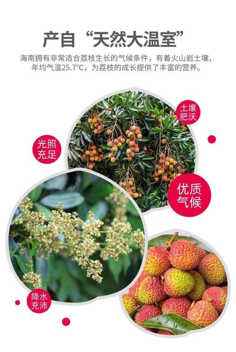海南荔枝，妃子笑大量供应，新鲜采摘量大从优产地直发保质保量