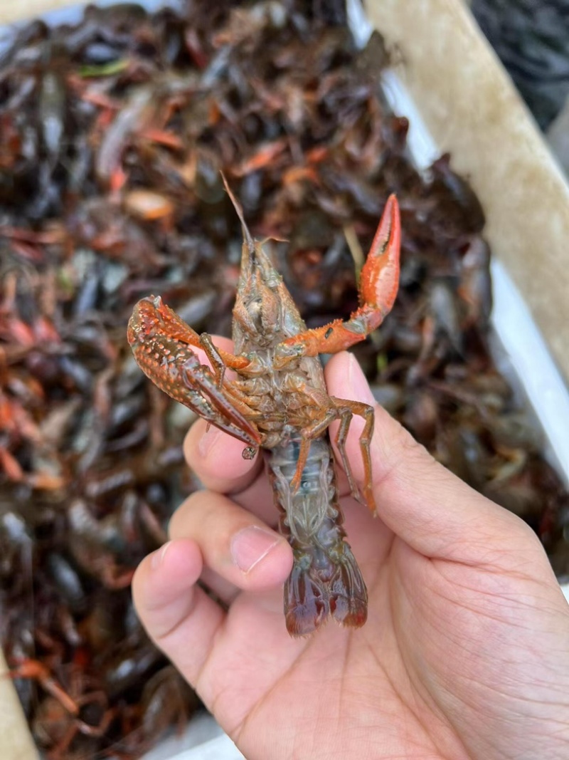 小龙虾湖北潜江小龙虾，现捞现发，量大价优可视频看货