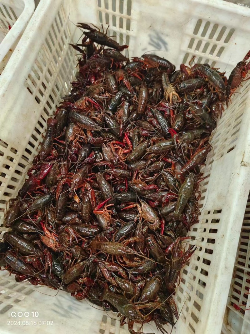 小龙虾湖北潜江小龙虾，现捞现发，量大价优可视频看货