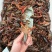 小龙虾湖北潜江小龙虾，现捞现发，量大价优可视频看货