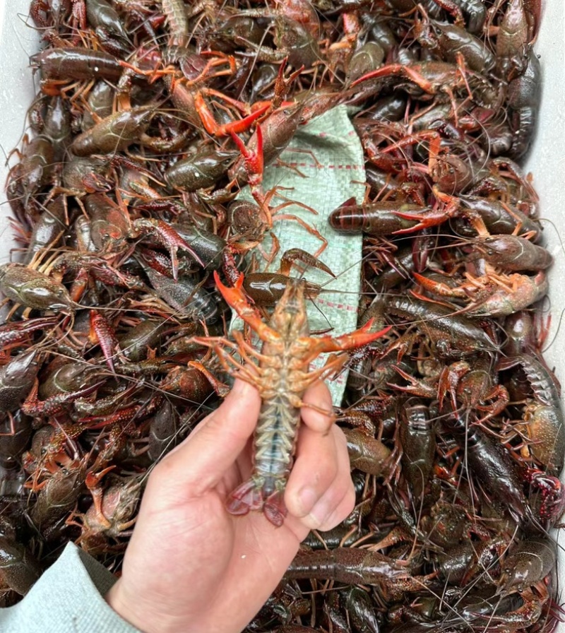 小龙虾湖北潜江小龙虾，现捞现发，量大价优可视频看货