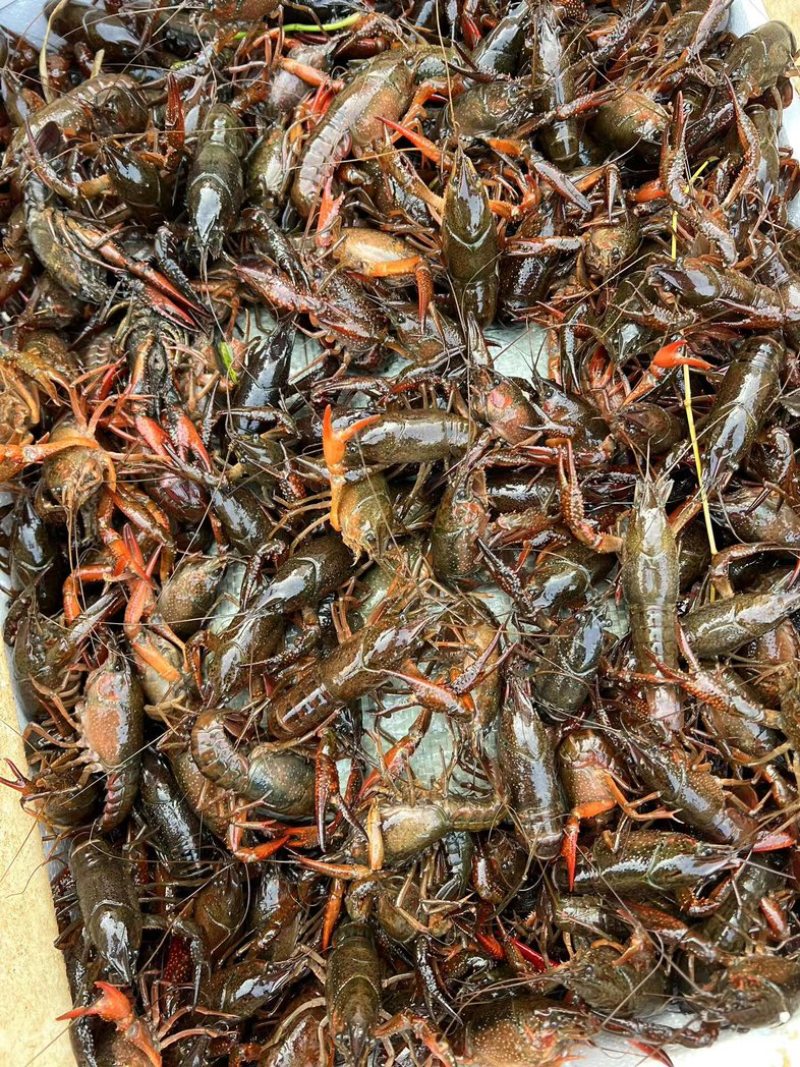 小龙虾湖北潜江小龙虾，现捞现发，量大价优可视频看货
