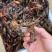 小龙虾湖北潜江小龙虾，现捞现发，量大价优可视频看货