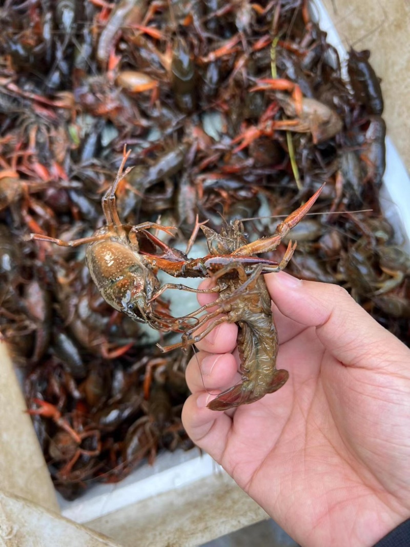 小龙虾湖北潜江小龙虾，现捞现发，量大价优可视频看货