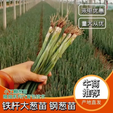 【实力】山东潍坊大葱苗铁杆大葱苗香葱苗包成活包技术售后