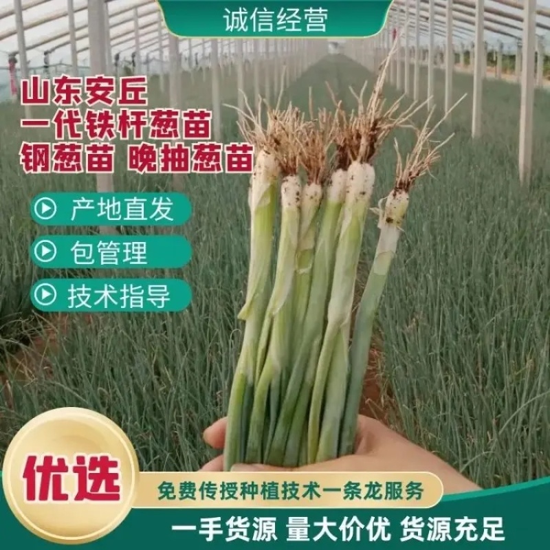 【实力】山东潍坊大葱苗铁杆大葱苗香葱苗包成活包技术售后