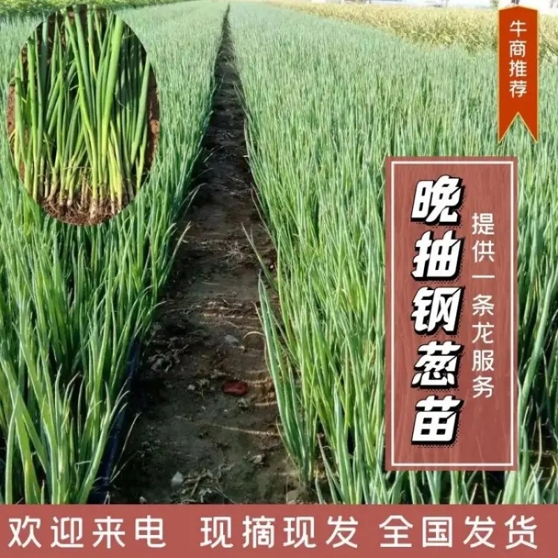 【实力】山东潍坊大葱苗铁杆大葱苗香葱苗包成活包技术售后