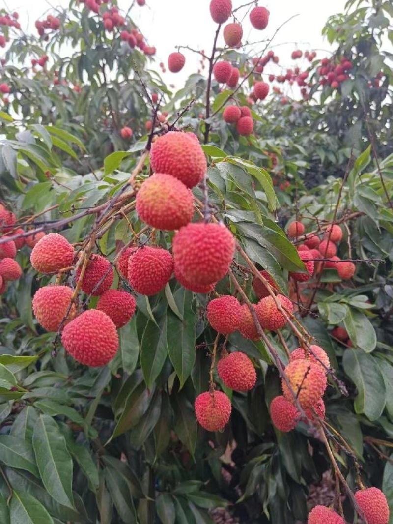 【包邮】海南妃子笑荔枝，支持一件代发，规格齐全，现货直发。
